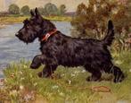UK hond Scottish Terrier Schotse Terrier illstr. VALTER, Verzenden, 1920 tot 1940, Ongelopen, Overige thema's