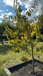 Zoete kersenboom te koop!, Tuin en Terras, Planten | Fruitbomen, Ophalen, Lente, Volle zon, Kersenboom