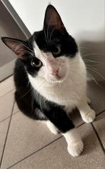 Katten gratis ophalen, Dieren en Toebehoren, Katten en Kittens | Raskatten | Korthaar