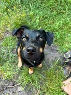 Dex onze Jack Russel, Dieren en Toebehoren, Honden | Jack Russells en Terriërs, Jack Russell Terriër, Reu, Eén hond, 3 tot 5 jaar