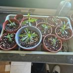 pachypodium lamerei (madagascarpalm), Huis en Inrichting, Overige soorten, Ophalen of Verzenden, In pot, Minder dan 100 cm