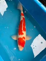 Kohaku Matsue +/- 63 cm, Dieren en Toebehoren, Karper of Koi
