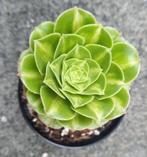 Aeonium Jade Glass, Huis en Inrichting, Vetplant, Minder dan 100 cm, Groene kamerplant, Halfschaduw