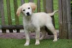 Golden retriever pups (ouders aanwezig), Golden retriever, België, Rabiës (hondsdolheid), 15 weken tot 1 jaar
