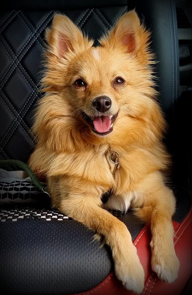 Lief keeshondje Bella (1 jaar, teefje) zoekt warm thuis, Dieren en Toebehoren, Honden | Niet-rashonden, Klein, Teef, Particulier