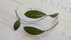 hoya crassipetiolata, Ophalen of Verzenden, Overige soorten, Minder dan 100 cm