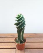 Cereus Jamacaru spiralis | Ø8,5cm H22cm, Ophalen of Verzenden, Cactus, Minder dan 100 cm