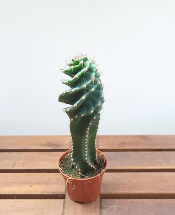 Cereus Jamacaru spiralis | Ø8,5cm H22cm beschikbaar voor biedingen