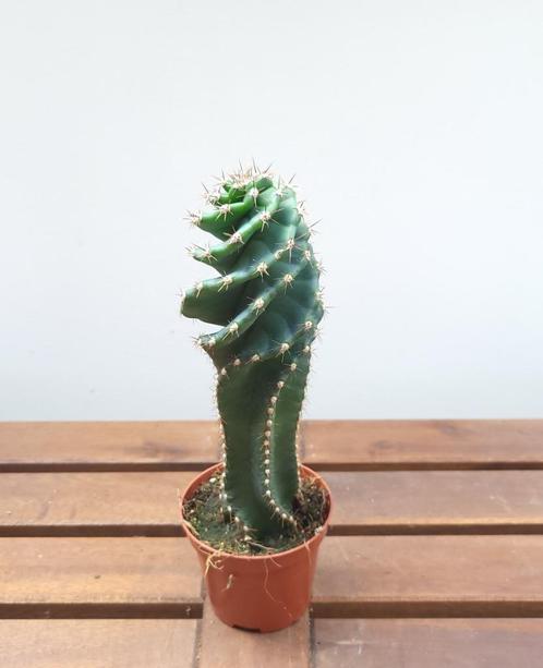 Cereus Jamacaru spiralis | Ø8,5cm H22cm, Huis en Inrichting, Kamerplanten, Cactus, Minder dan 100 cm, Ophalen of Verzenden