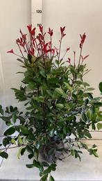 Photinia fraseri (Red Robin), Overige soorten, Ophalen of Verzenden, 100 tot 250 cm