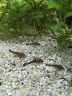 Jonge algeneters, Vis