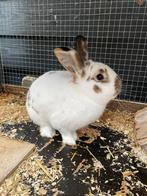 Lief konijn (ram) met groot konijnenhok!, Dieren en Toebehoren, Konijnen, Mannelijk, Middelgroot, 0 tot 2 jaar