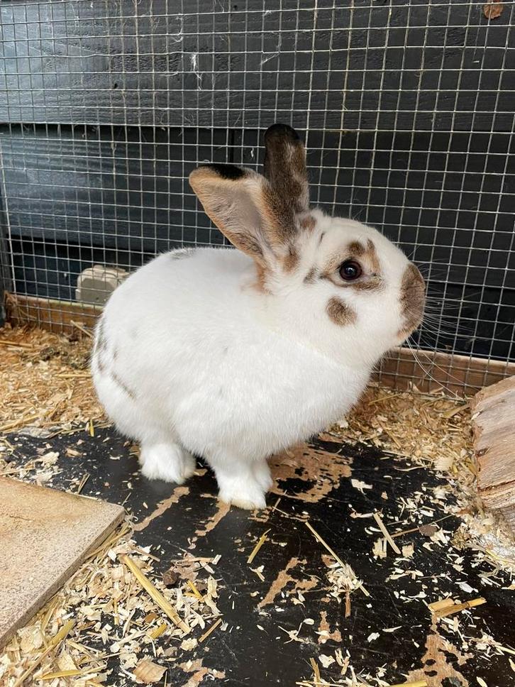 Lief konijn (ram) met groot konijnenhok!, Dieren en Toebehoren, Konijnen, Middelgroot, Mannelijk, 0 tot 2 jaar