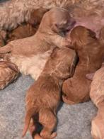 Goldendoodle multigen 40 cm te koop, Dieren en Toebehoren, Overige rassen, CDV (hondenziekte), 8 tot 15 weken, Meerdere