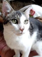 ACE: Fuego is de lieveling van iedereen!, Kater, Kortharig, 0 tot 2 jaar