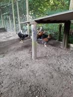 Twentse hoenders  / twents hoen, Dieren en Toebehoren, Pluimvee, Mannelijk, Kip