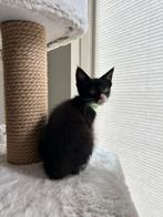 Mainecoon x kittens mogen het nest verlaten!, Dieren en Toebehoren, Meerdere dieren