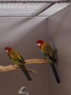 Mooie rosella man, Mannelijk, Parkiet