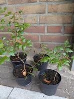 Chinese vernisboom / lampionboom groen rood met lampion, Ophalen, Volle zon, Overige soorten