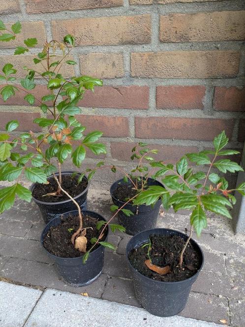 Chinese vernisboom / lampionboom groen rood met lampion, Tuin en Terras, Planten | Bomen, Overige soorten, Volle zon, Ophalen