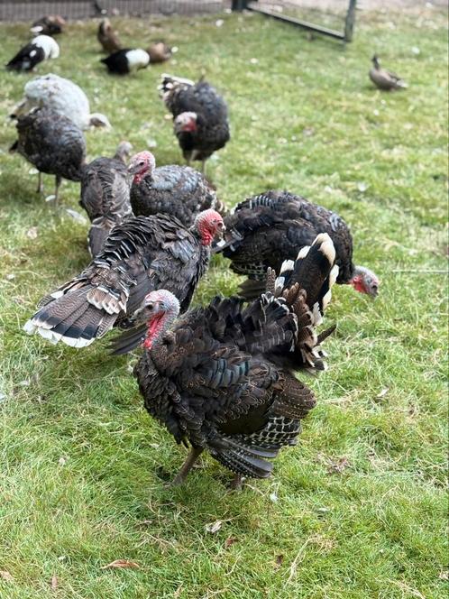 Amerikaanse Bronskalkoen hennen gezocht, Dieren en Toebehoren, Pluimvee, Meerdere dieren