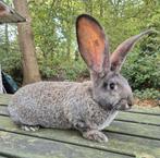 Duitse reus ram, 2 mnd oud, ouders erg groot, gevaccineerd, Dieren en Toebehoren, Konijnen, Mannelijk, Groot, 0 tot 2 jaar