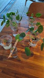 Pannekoekenplant & Spider plant stekjes, Huis en Inrichting, Ophalen, Overige soorten, Halfschaduw, Minder dan 100 cm