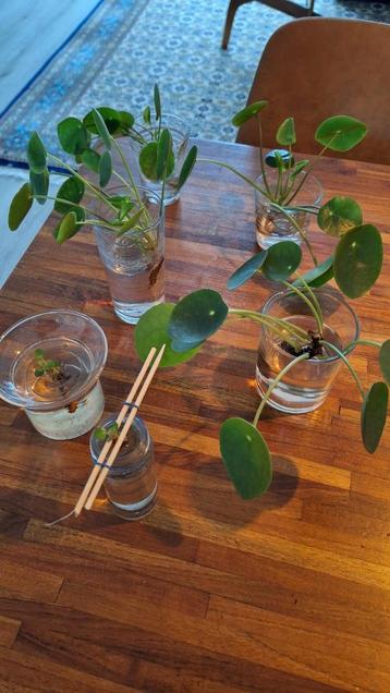 Pannekoekenplant & Spider plant stekjes beschikbaar voor biedingen