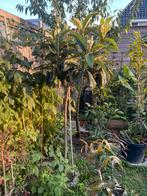 Japanse wolmispel / loquat  hoogstam 2 meter hoog, Ophalen of Verzenden, Herfst, Volle zon, Overige soorten