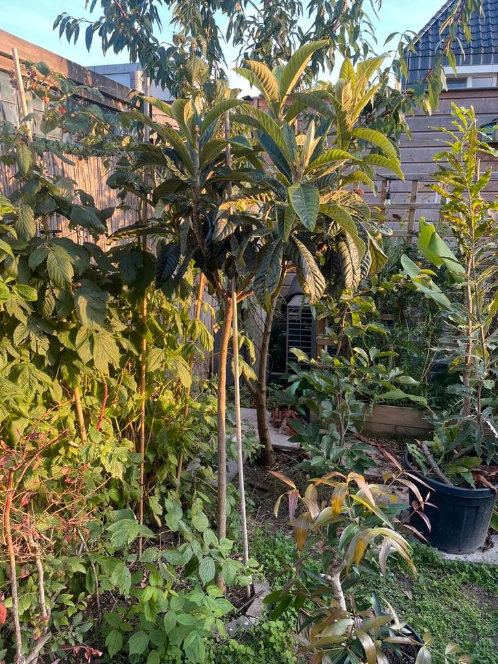 Japanse wolmispel / loquat  hoogstam 2 meter hoog, Tuin en Terras, Planten | Bomen, Overige soorten, Volle zon, Herfst, Ophalen of Verzenden