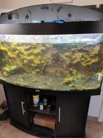 Juwel 260 halfrond, Dieren en Toebehoren, Vissen | Aquariumvissen, Vis