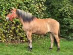 Superbrave 2.5 jarige Welsh x Fjord merrie. Inruil mogelijk, Dieren en Toebehoren, Pony's, Merrie, 3 tot 6 jaar