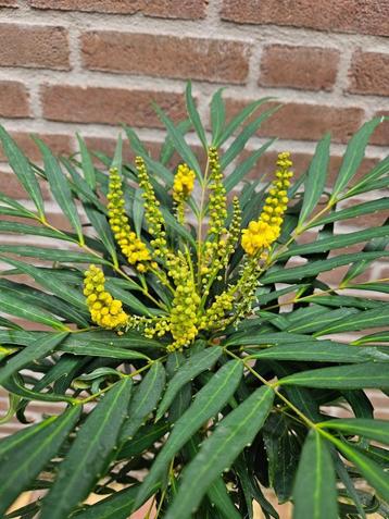 Mahonia eurybracteata – Zachte Mahoniestruik beschikbaar voor biedingen