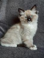 Ragdoll kittens ❤💙 mitted, Dieren en Toebehoren, Katten en Kittens | Raskatten | Langhaar, Meerdere dieren