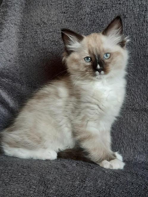 Ragdoll kittens ❤💙 mitted, Dieren en Toebehoren, Katten en Kittens | Raskatten | Langhaar, Meerdere dieren
