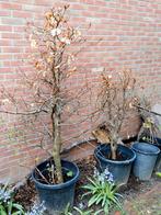 Beukenboom Cotoneaster Klimop Beuk Esdoorn Stekjes, Tuin en Terras, Planten | Bomen, Ophalen