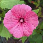 Lavatera trimestris zaden, Ophalen of Verzenden, Volle zon