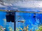 2x Guppies zsm gratis ophalen, Vis