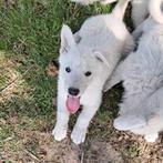 Witte herder pups, 8 tot 15 weken, Meerdere, Meerdere dieren, Herder