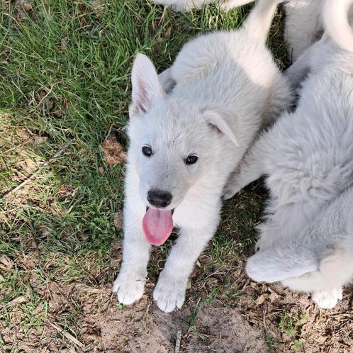 Witte herder pups, Dieren en Toebehoren, Honden | Herdershonden en Veedrijvers, Meerdere dieren, Herder, Particulier, Meerdere