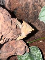 Gekko, Dieren en Toebehoren, Hagedis, 0 tot 2 jaar
