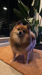Te koop lieve pomeriaan/dwergkees, Dieren en Toebehoren, 6 jaar of ouder, Teef, Eén hond, Nederland