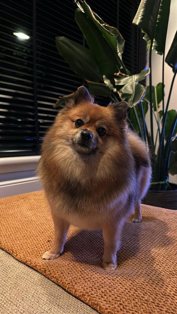 Te koop lieve pomeriaan/dwergkees, Dieren en Toebehoren, Honden | Poolhonden, Keeshonden en Oertypen, Teef, Keeshond, Particulier