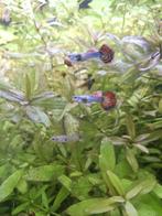 Platinun red dragon guppys, Dieren en Toebehoren, Vissen | Aquariumvissen, Vis, Zoetwatervis