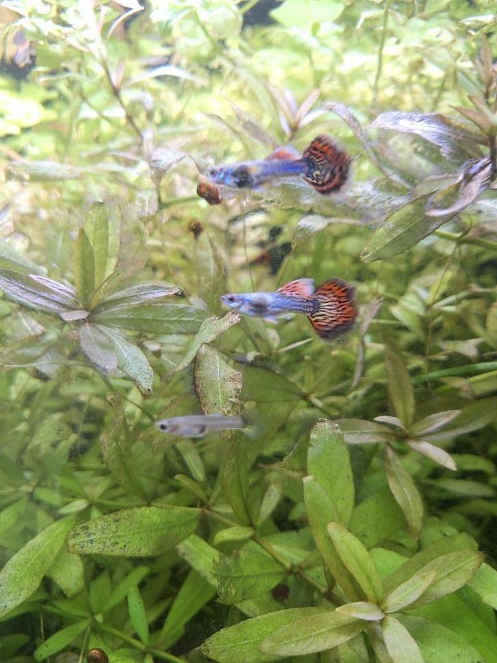 Platinun red dragon guppys, Dieren en Toebehoren, Vissen | Aquariumvissen, Zoetwatervis, Vis