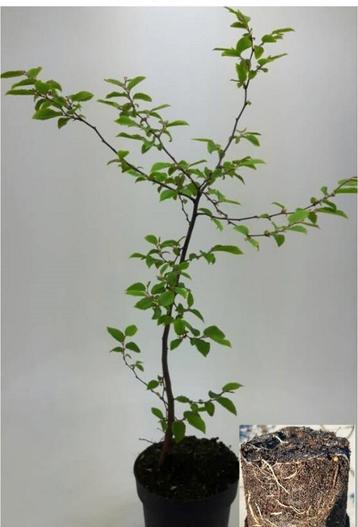 Carpinus betulus haagbeuk 40 t/m 200 cm  beschikbaar voor biedingen