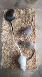 Mongoolse gerbils, Dieren en Toebehoren, Augustus, Meerdere dieren, Overige typen, Tam