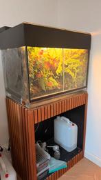 Paludarium 80x50x50 dutch rana gifkikker, Ophalen of Verzenden, Zo goed als nieuw