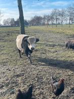 Lakenvelder stier, Dieren en Toebehoren, Mannelijk, 3 tot 6 jaar
