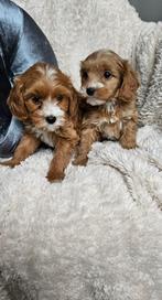 Maltipoo pups, 8 tot 15 weken, Meerdere, Nederland, Fokker | Hobbymatig